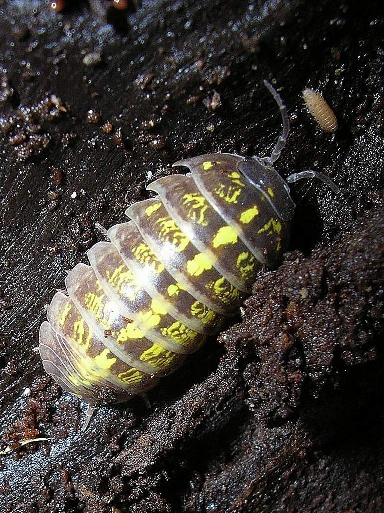 Porcellionidae sp.  Isopoda da confermare